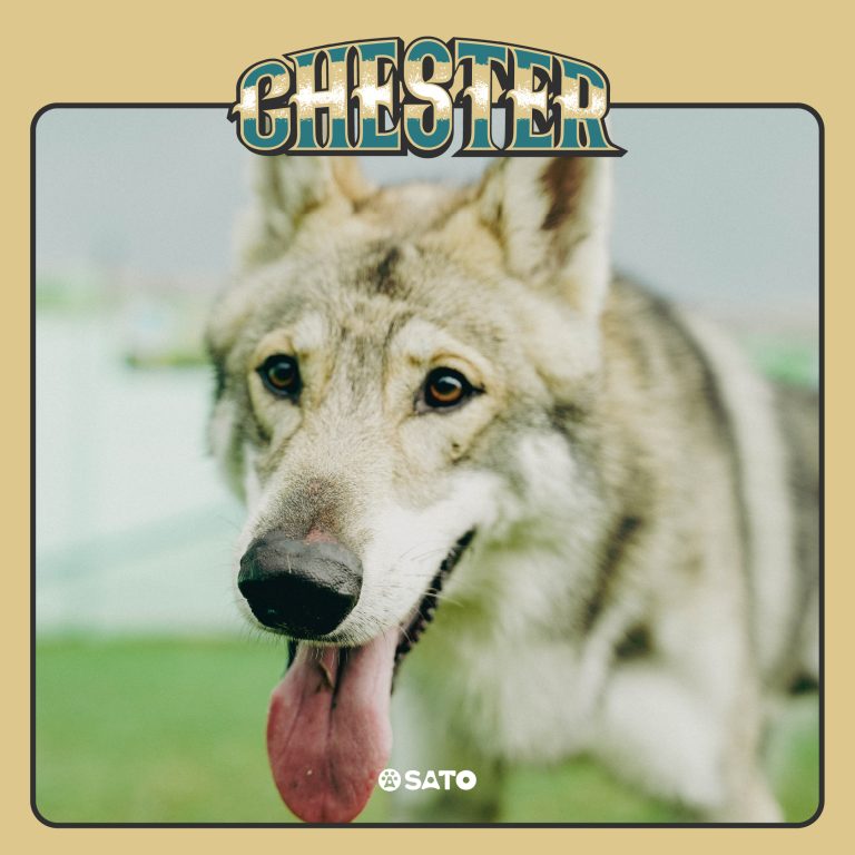 SATO_CHESTER_1